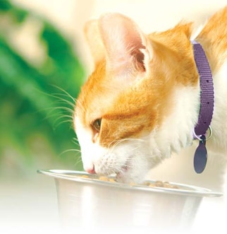 Cat eating food out of bowl